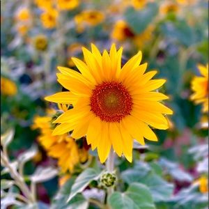 Meet your Posher, Faith